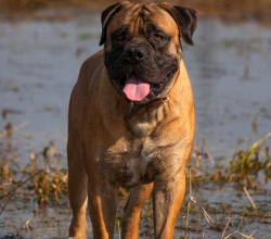African Boerboel