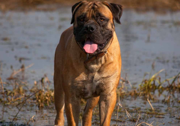 African Boerboel