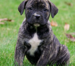 African Boerboel