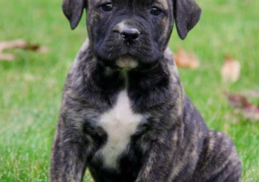 African Boerboel
