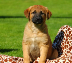 Anatolian Shepherd Mix