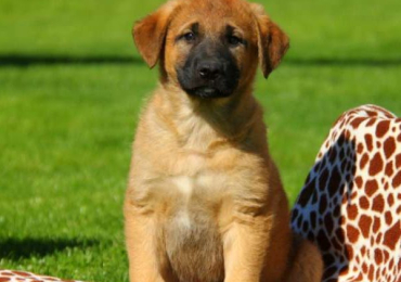 Anatolian Shepherd Mix